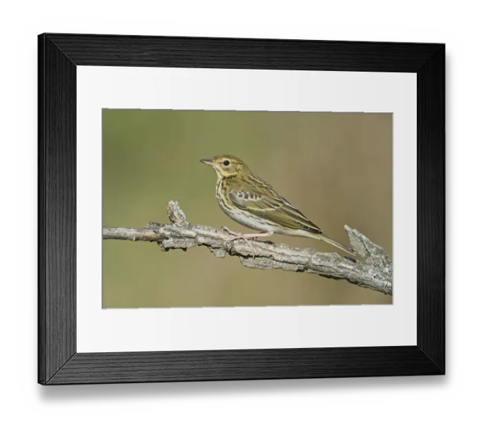 Framed Print : Tree Pipit (Anthus trivialis) perched on a branch