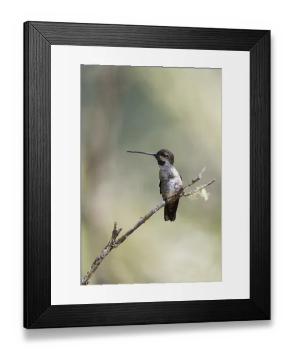 Framed Print : Long-billed Starthroat (Heliomaster longirostris longirostris) female perched on a branch