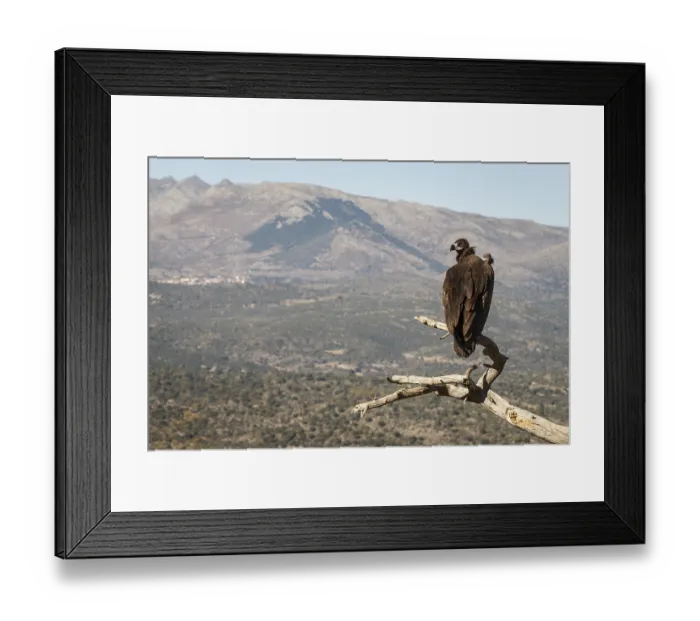 Framed Print : Cinereous Vulture (Aegypius monachus) perched on a branch Framed Print : Cinereous Vulture (Aegypius monachus) perched on a branch