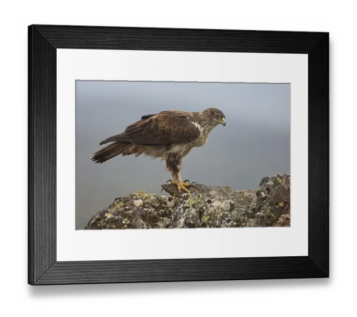 Framed Print : Bonelli's Eagle (Aquila fasciata)