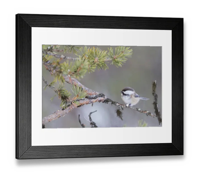 Framed Print : Siberian Tit (Grey-headed Chickadee) - Lapplandmeise - Poecile cinctus Framed Print : Siberian Tit (Grey-headed Chickadee) - Lapplandmeise - Poecile cinctus