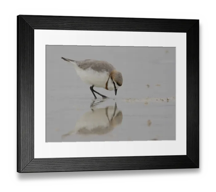 Framed Print : Chestnut-banded Plover (Charadrius pallidus) foraging in the mud