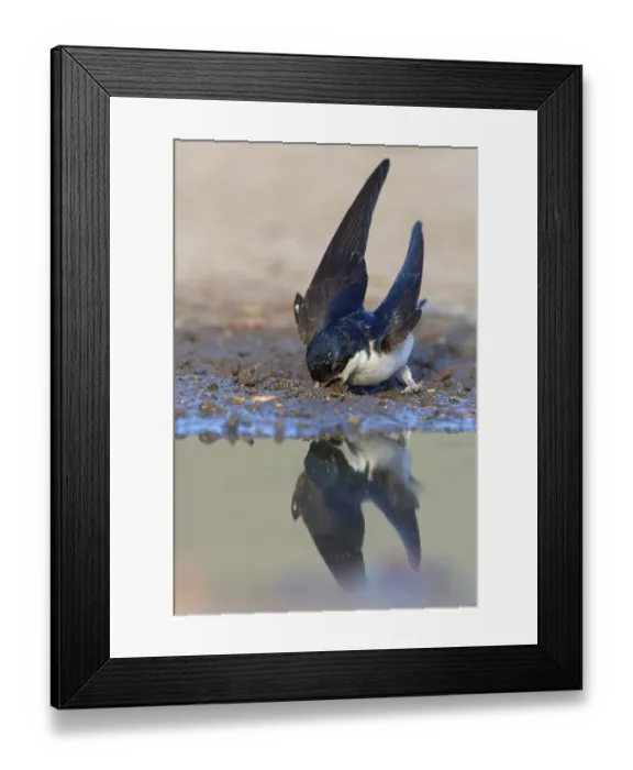 Framed Print : Mehlschwalbe, House Martin, Common House-Martin
