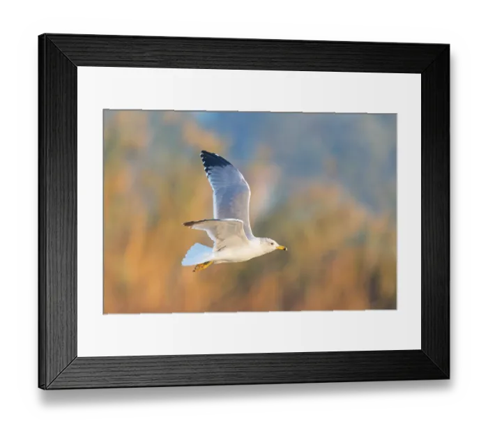 Framed Print : Armenienmoewe, Armeniermoewe, Larus armenicus