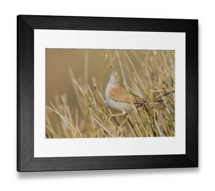 Framed Print : African Desert Warbler - Saharagrasmuecke - Sylvia deserti