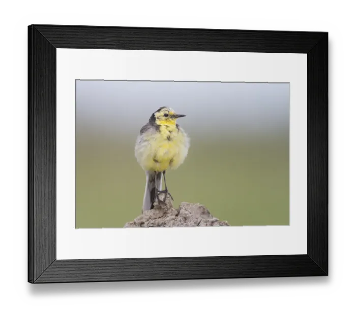 Framed Print : Citrine Wagtail - Zitronenstelze - Motacilla citreola ssp
