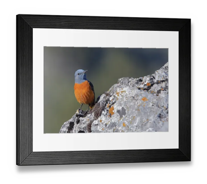 Framed Print : Common Rock Thrush (Monticola saxatilis) male perched on a rock Framed Print : Common Rock Thrush (Monticola saxatilis) male perched on a rock