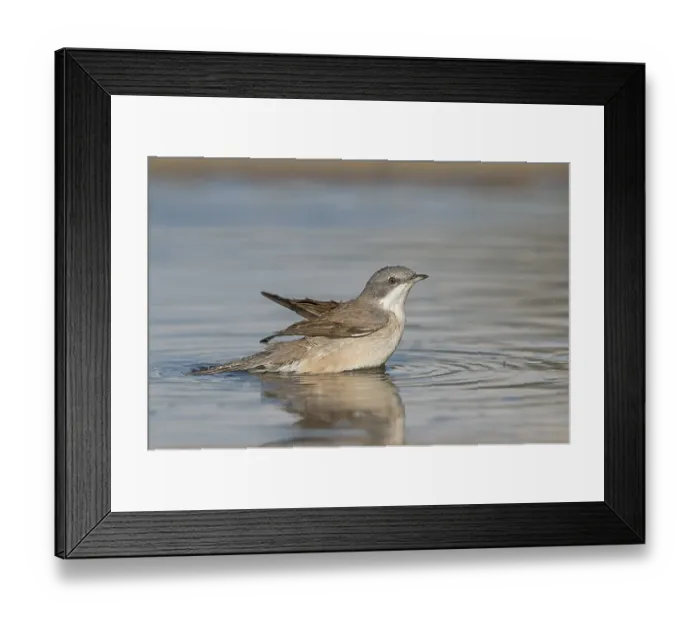 Framed Print : Lesser Whitethroat (Sylvia curruca) at waterhole