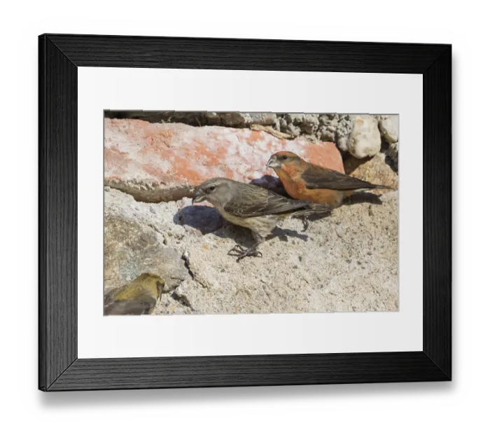 Framed Print : Common Crossbill - Fichtenkreuzschnabel - Loxia curvirostra ssp