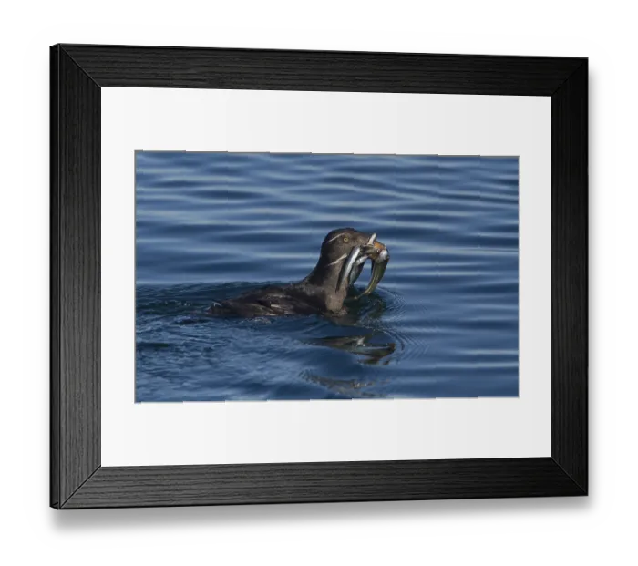 Framed Print : Rhinoceros Auklet (Cerorhinca monocerata) swimming on the ocean with fish prey in beak Framed Print : Rhinoceros Auklet (Cerorhinca monocerata) swimming on the ocean with fish prey in beak