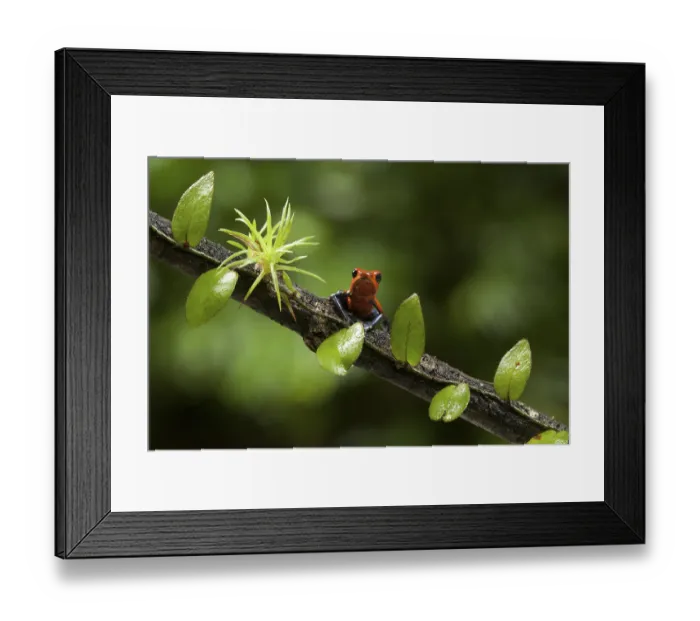 Framed Print : Strawberry poison frog (Oophaga pumilio)