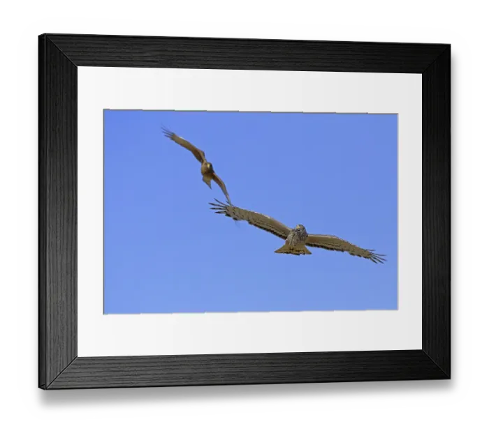 Framed Print : Grauweihe, lat. Circus cinereus Framed Print : Grauweihe, lat. Circus cinereus