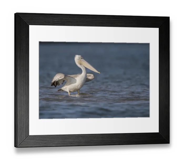 Framed Print : Pink-backed Pelican (Pelecanus rufescens) Framed Print : Pink-backed Pelican (Pelecanus rufescens)