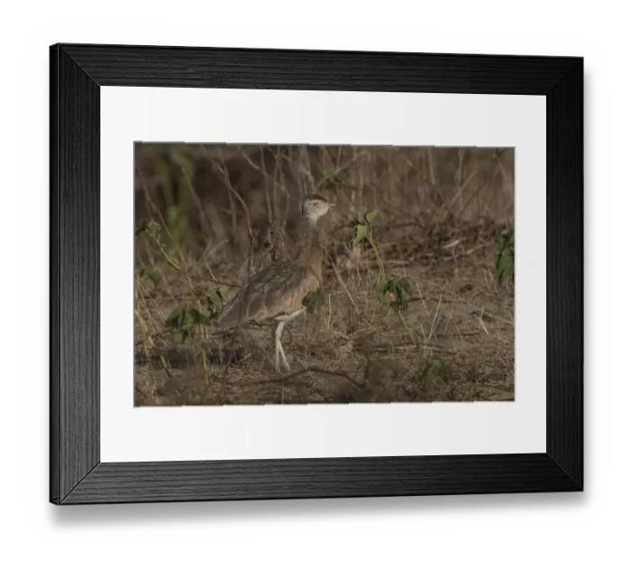 Framed Print : White-bellied Bustard (Eupodotis senegalensis) female