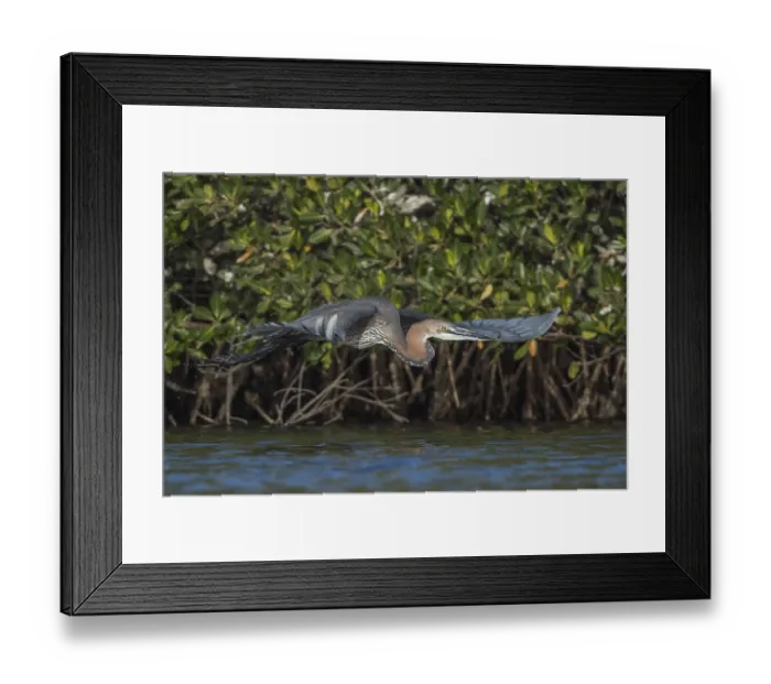 Framed Print : Goliath Heron (Ardea goliath) flying