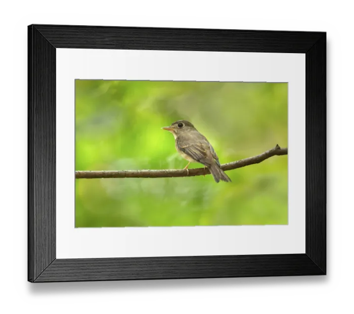 Framed Print : Brown-breasted Flycatcher (Muscicapa muttui) perched on a branch Framed Print : Brown-breasted Flycatcher (Muscicapa muttui) perched on a branch