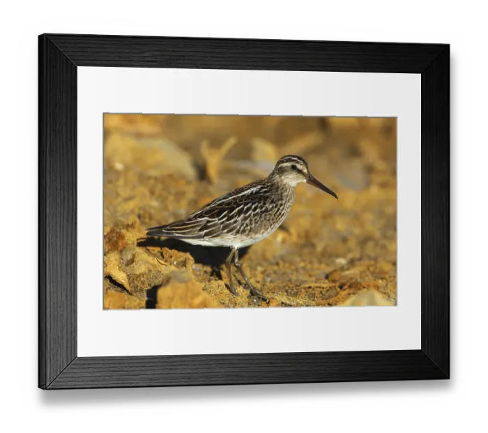 Framed Print : Broad-billed Sandpiper (Calidris falcinellus) foraging