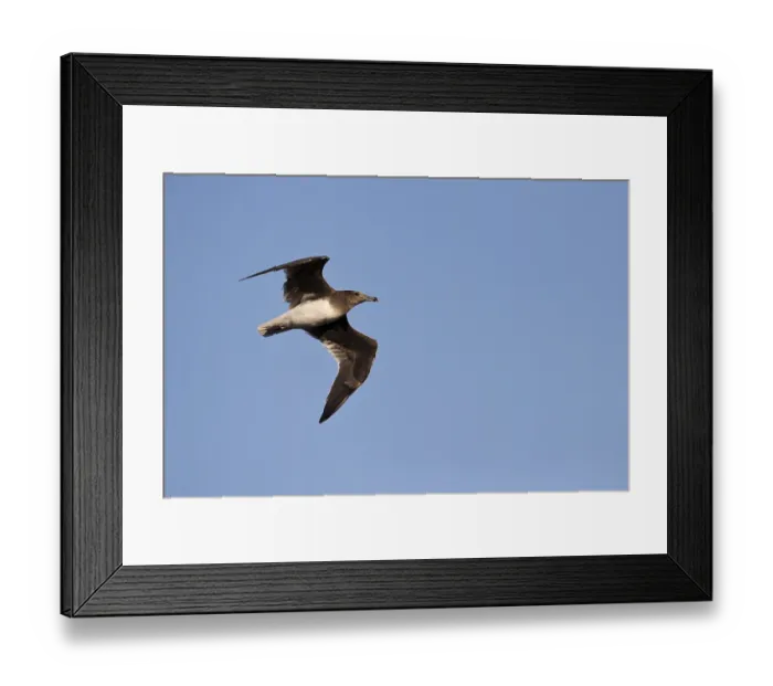 Framed Print : Sooty Gull (Ichthyaetus hemprichii) flying