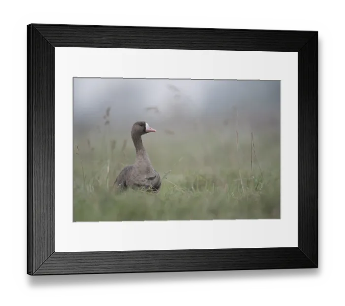 Framed Print : Greater White-fronted Goose (Anser albifrons)