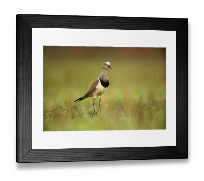 Framed Print : Black-winged Lapwing (Vanellus melanopterus) calling