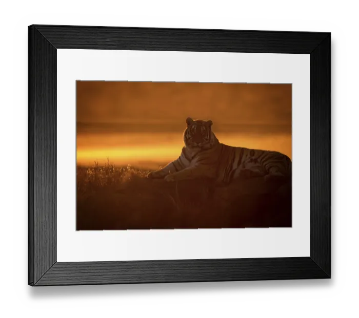 Framed Print : Bengal Tiger (Panthera tigris) adult silhouette in sunset