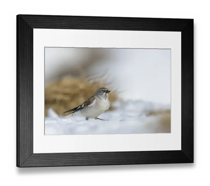 Framed Print : In Sperlingsmanier... Schneesperling *Montifringilla nivalis* Framed Print : In Sperlingsmanier... Schneesperling *Montifringilla nivalis*