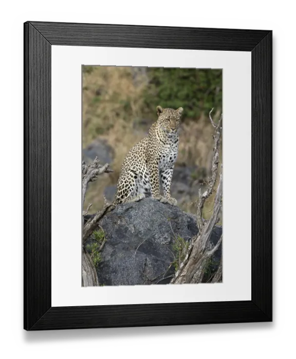 Framed Print : Leopard (Panthera pardus) female sitting on a rock