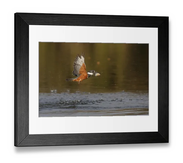 Framed Print : Ringed Kingfisher (Megaceryle torquata) female flying with fish prey in beak Framed Print : Ringed Kingfisher (Megaceryle torquata) female flying with fish prey in beak