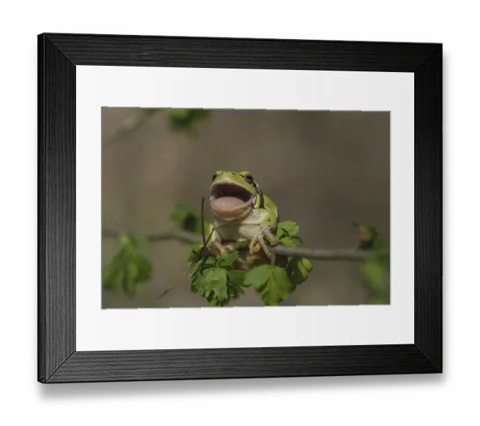 Framed Print : Laubfrosch europ. (Hyla arborea) Common Tree Frog