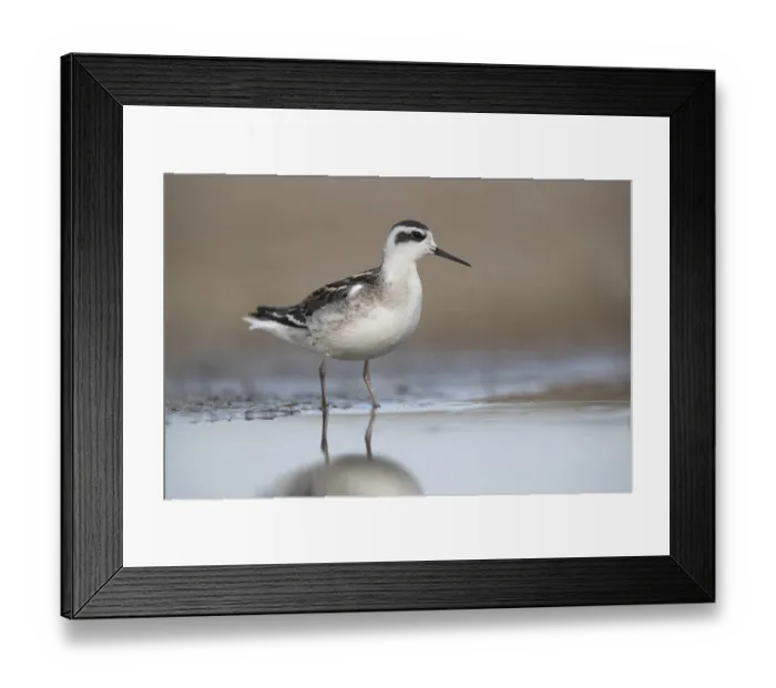 Framed Print : Red-necked Phalarope (Phalaropus lobatus) Framed Print : Red-necked Phalarope (Phalaropus lobatus)
