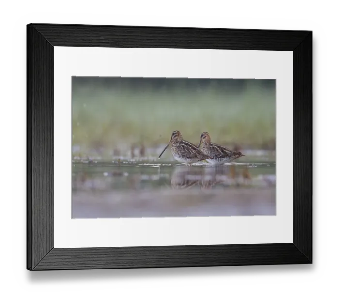 Framed Print : Common Snipe (Gallinago gallinago) foraging