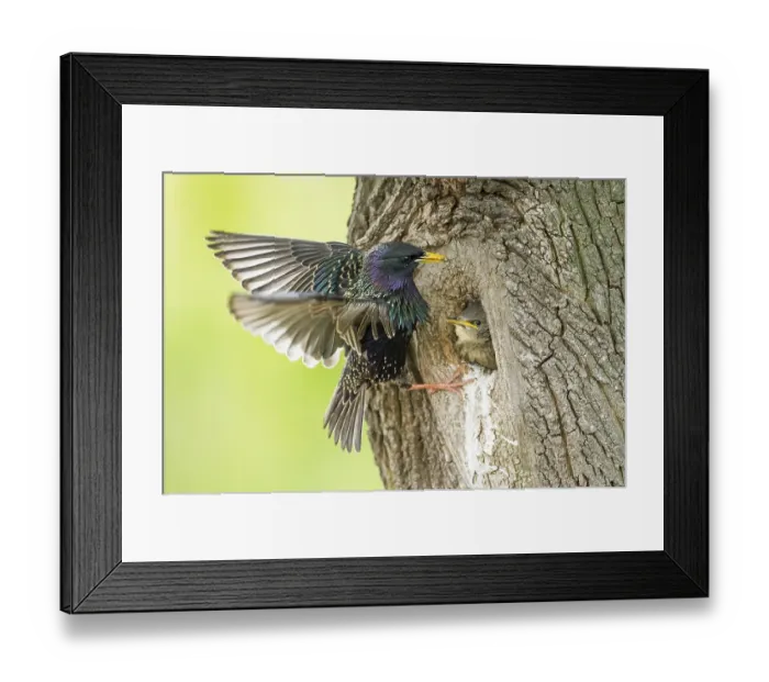 Framed Print : Common Starling (Sturnus vulgaris) feeding young in nest hole