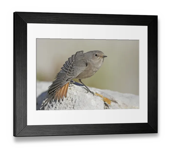 Framed Print : Black Redstart (Phoenicurus ochruros) juvenile