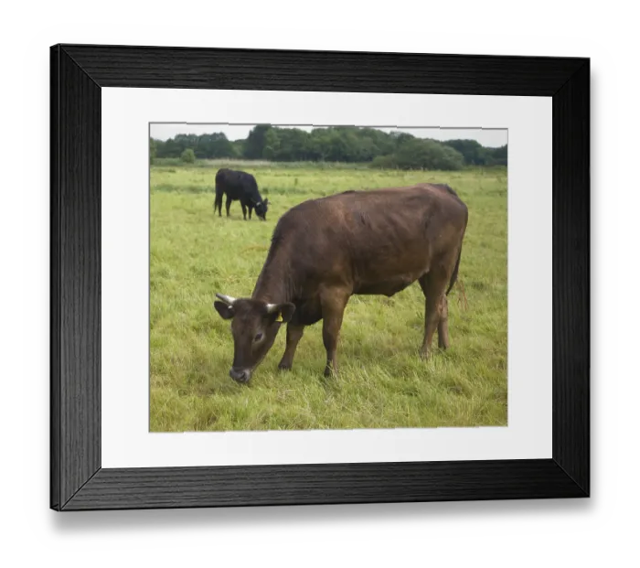 Framed Print : Young cattle graze on Geldeston marshes