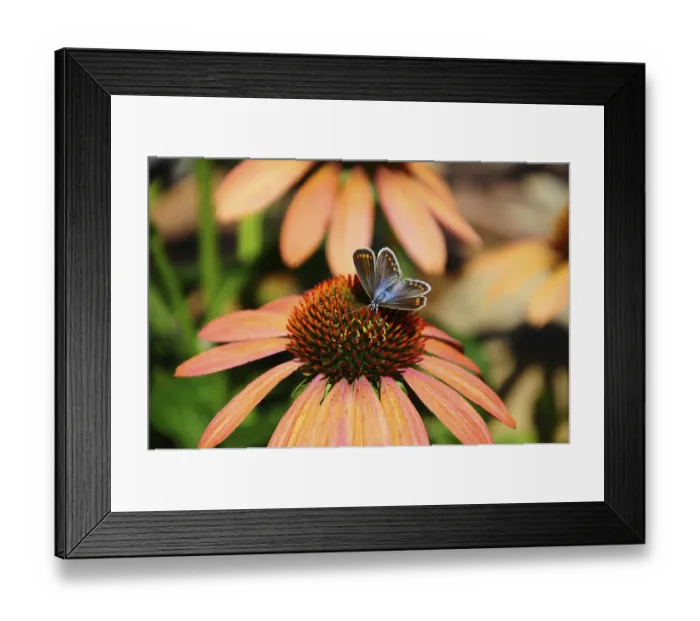 Framed Print : Common blue butterfly (Polyommatus icarus)