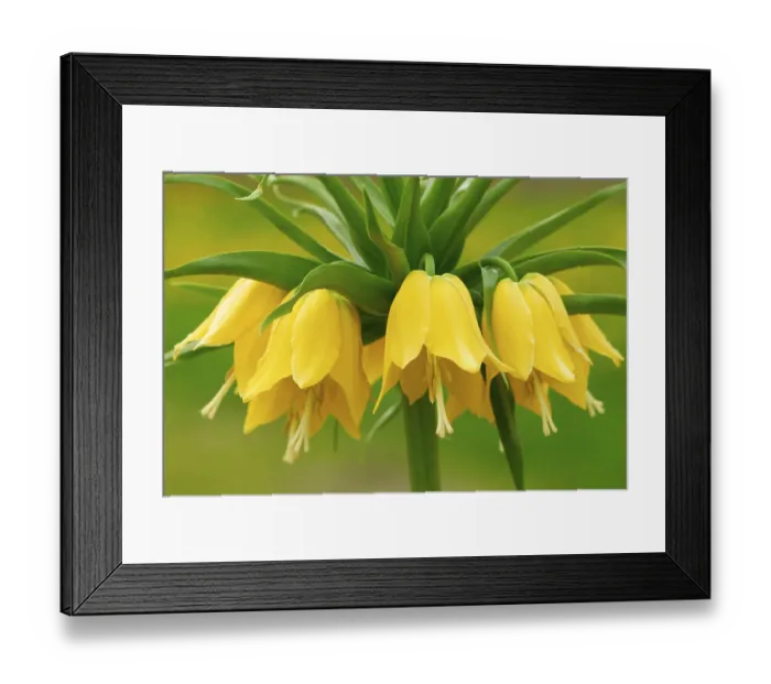 Framed Print : Pinto butterfly (Fritillaria imperialis)