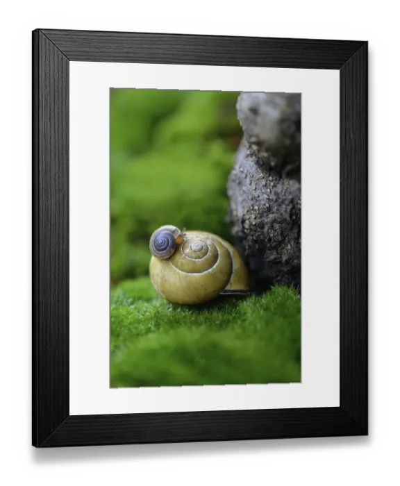 Framed Print : Young snail on snail shell
