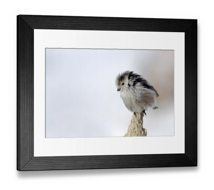 Framed Print : Long-tailed tit (Aegithalos caudatus) Framed Print : Long-tailed tit (Aegithalos caudatus)