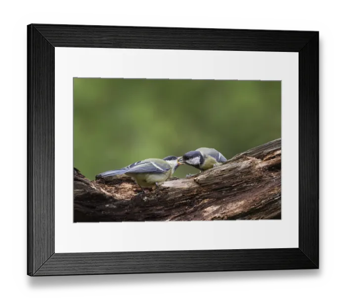 Framed Print : Young and adult Great tit (Parus major) Lower Saxony