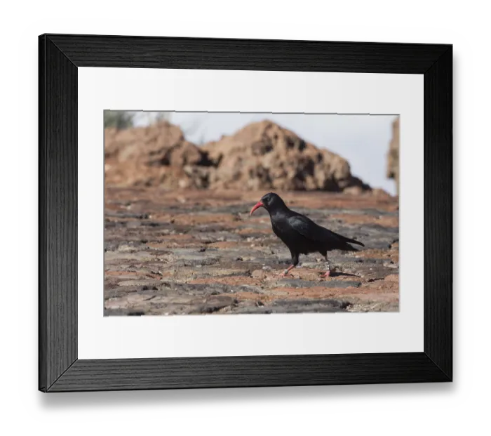 Framed Print : Red-billed Crow (Pyrrhocorax pyrrhocorax barbarus)