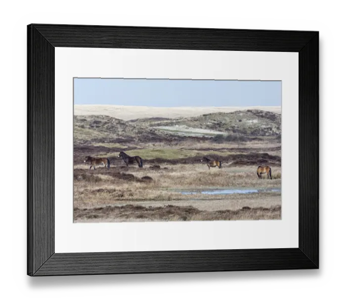 Framed Print : Exmoor Pony, Duinen van Texel National Park Framed Print : Exmoor Pony, Duinen van Texel National Park