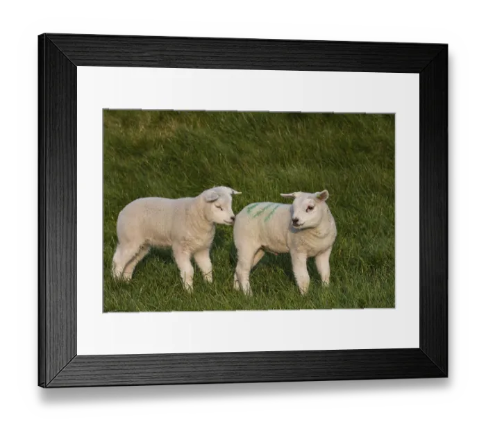 Framed Print : Texel sheep, lambs, Texel, Netherlands