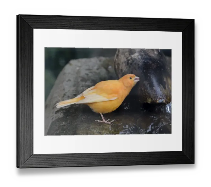 Framed Print : Domestic canary (Serinus canaria domestica) Flower Island Siebenbergen Framed Print : Domestic canary (Serinus canaria domestica) Flower Island Siebenbergen