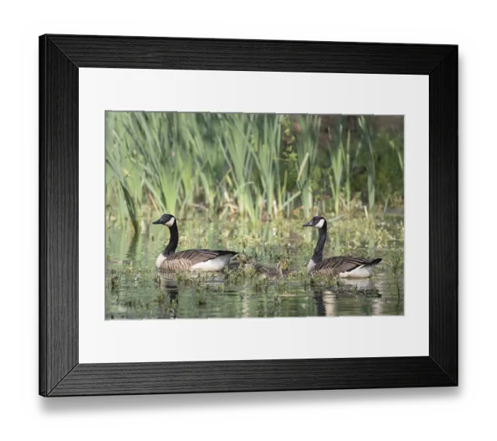 Framed Print : Canada geese (Branta canadensis) and Goessel Framed Print : Canada geese (Branta canadensis) and Goessel