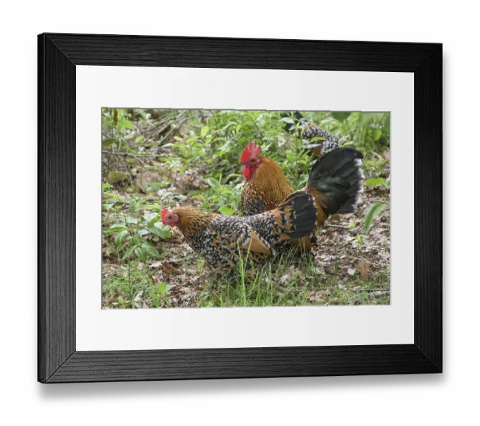 Framed Print : Feather-footed dwarfDomestic Chicken (Gallus gallus domesticus)