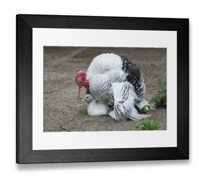 Framed Print : Croellwitzer turkey, turkey and turkey Framed Print : Croellwitzer turkey, turkey and turkey
