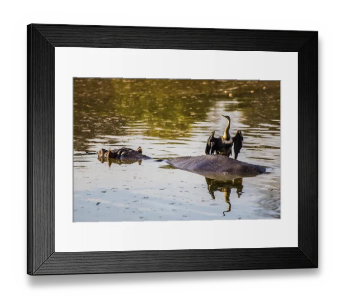 Framed Print : Hippo with cormorant, Hippo Lodge at Mlilwane Wildlife Sanctuary Framed Print : Hippo with cormorant, Hippo Lodge at Mlilwane Wildlife Sanctuary
