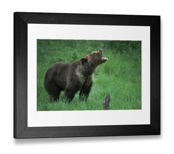 Framed Print : Grizzly bear (Ursus arctos horribilis)