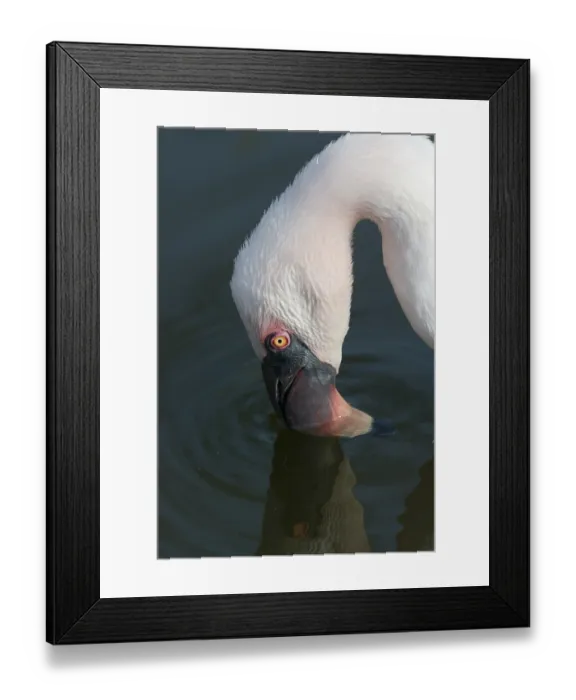Framed Print : Lesser flamingo (Phoeniconaias minor) feeding