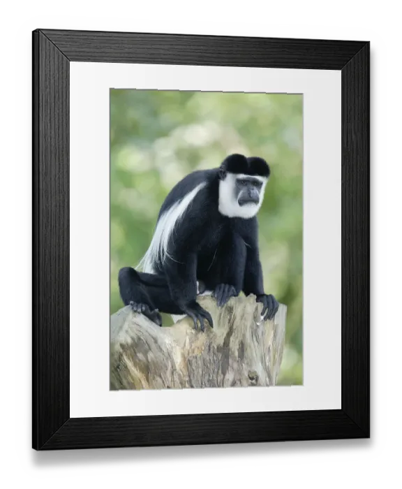 Framed Print : Angolan black and white (colobus) monkey Framed Print : Angolan black and white (colobus) monkey